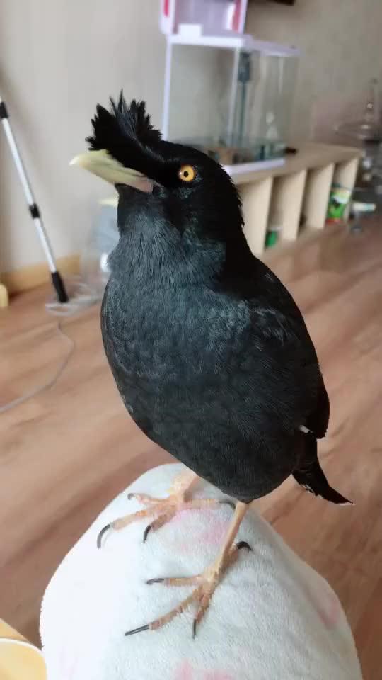 娱乐吃瓜小八哥是谁啊视频,网络红人的崛起之路